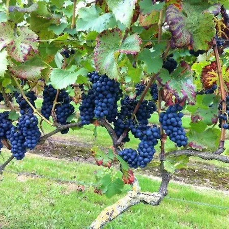 Frühstückspension Hofstede De Groote Laar