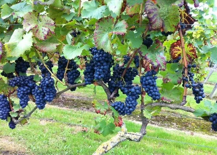 Bed & Breakfast Hofstede De Groote Laar